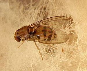 Leucophenga maculata bl.jpg