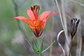 Lilium philadelphicum 5473586