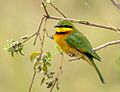 Little Bee-eater SS