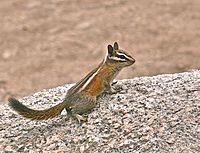 Lodgepole Chipmunk (Neotamias speciosus)