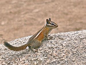 Lodgepole Chipmunk (Neotamias speciosus).jpg