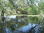 Madrona Marsh1