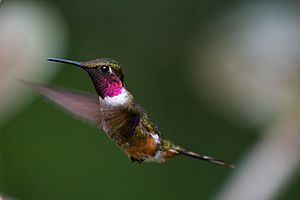 Magenta-Throated Hummingbird 002
