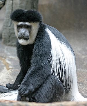 Mantled Guereza.jpg