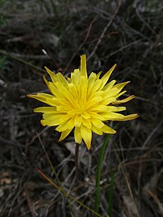 Microseris scapigera