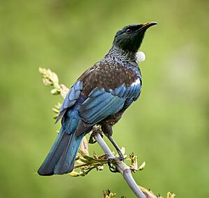 NZ Tui (51633459602) (cropped).jpg