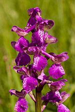 Orchis Morio.jpg