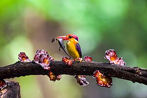 OrientalDwarfKingfisher