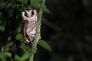 Oriental Bay Owl 0A2A6329.jpg