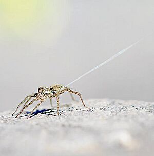 Pardosa spp. ballooning