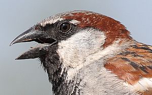 Passer domesticus male head (Germany)