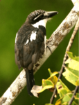 Pied Puffbird