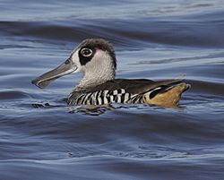 Pink-eared Duck gatton08