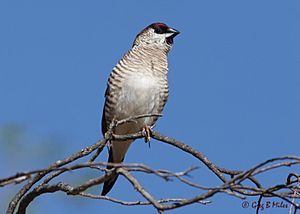 Plum-headed Finch-Neochmia modesta.jpg