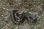 Prairie Kingsnake (Lampropeltis calligaster)