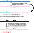 Pseudogene3jpg