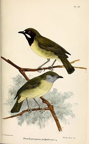 PseudogerygonePalpebrosaKeulemans