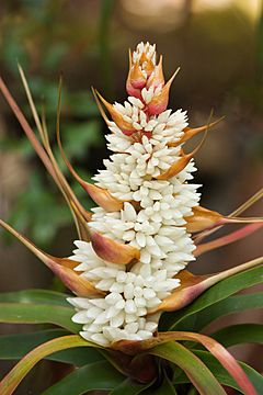 Richea Dracophylla