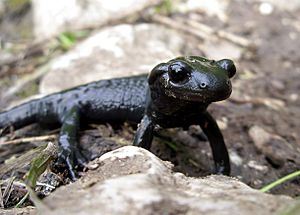 Salamandra atra on Triglav