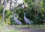 Sandhill Cranes at Hontoon Island