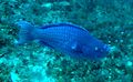 Scarus coeruleus in Madagascar Reef.jpg