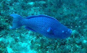 Scarus coeruleus in Madagascar Reef.jpg