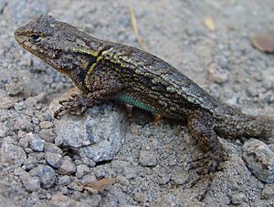 Sceloporus grammicus male.JPG