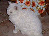 Selkirk Rex