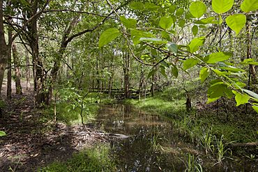 Seven Hills Bushland Reserve (7117680399).jpg