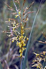 Sorghastrum nutans EPA-2.jpg