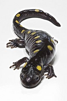 SpottedSalamander