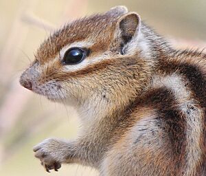 Tamias sibiricus (head)