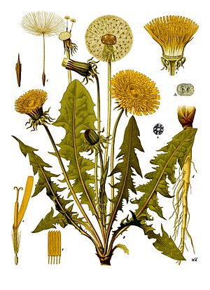 Taraxacum officinale - Köhler–s Medizinal-Pflanzen-135.jpg