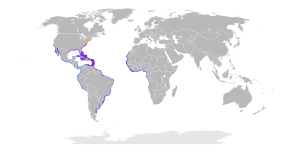 Thalasseus maximus map.svg