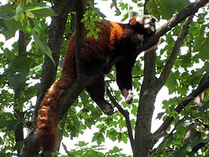 Tiergarten Schoenbrunn Kleiner Panda 2