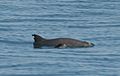 Vaquita7 Olson NOAA