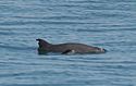 Vaquita7 Olson NOAA.jpg