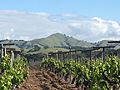 View of Lions Peak near Gilroy CA, April 2018