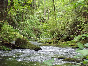 Whatcom Creek1.jpg