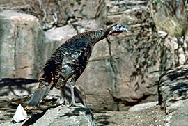 Wild turkey