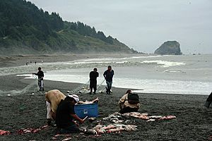 Yurok harvesting Chinook