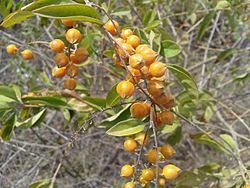 ஆகாயப்பூ (Duranta erecta )1