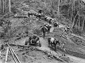 AWM 027023 Pack horses and mules being led along the first stage of the track from Ower's Corner