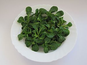 Ackersalat02.jpg