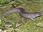 Ambystoma barbouri