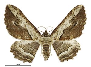 Austrocidaria anguligera female.jpg