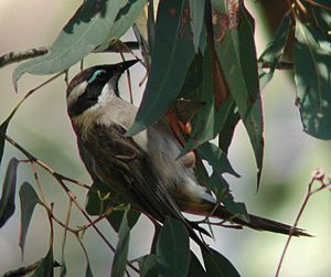 Black-chinned Honeyeater kurwongbah aug03