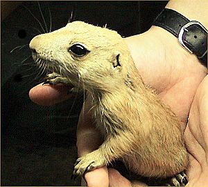 Black-tailed prairie dog