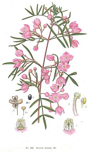 Boronia pinnata-Minchen