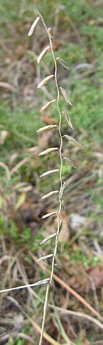 Bouteloua curtipendula zoom